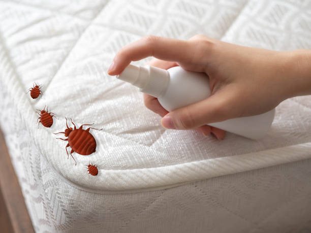 Best Termite Control Services  in Sur Hill, GA
