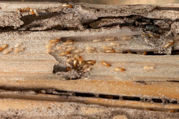 Bird Control in Sugar Hill, GA