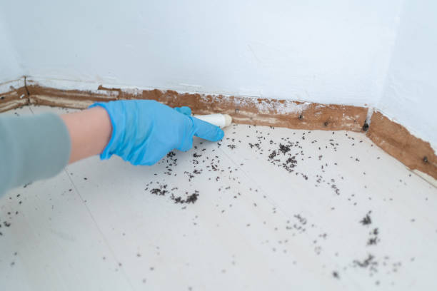 Best Commercial Pest Control Services  in Sur Hill, GA